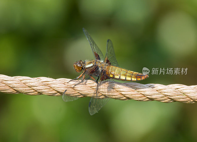 宽体追击蜻蜓(Libellula depressa)